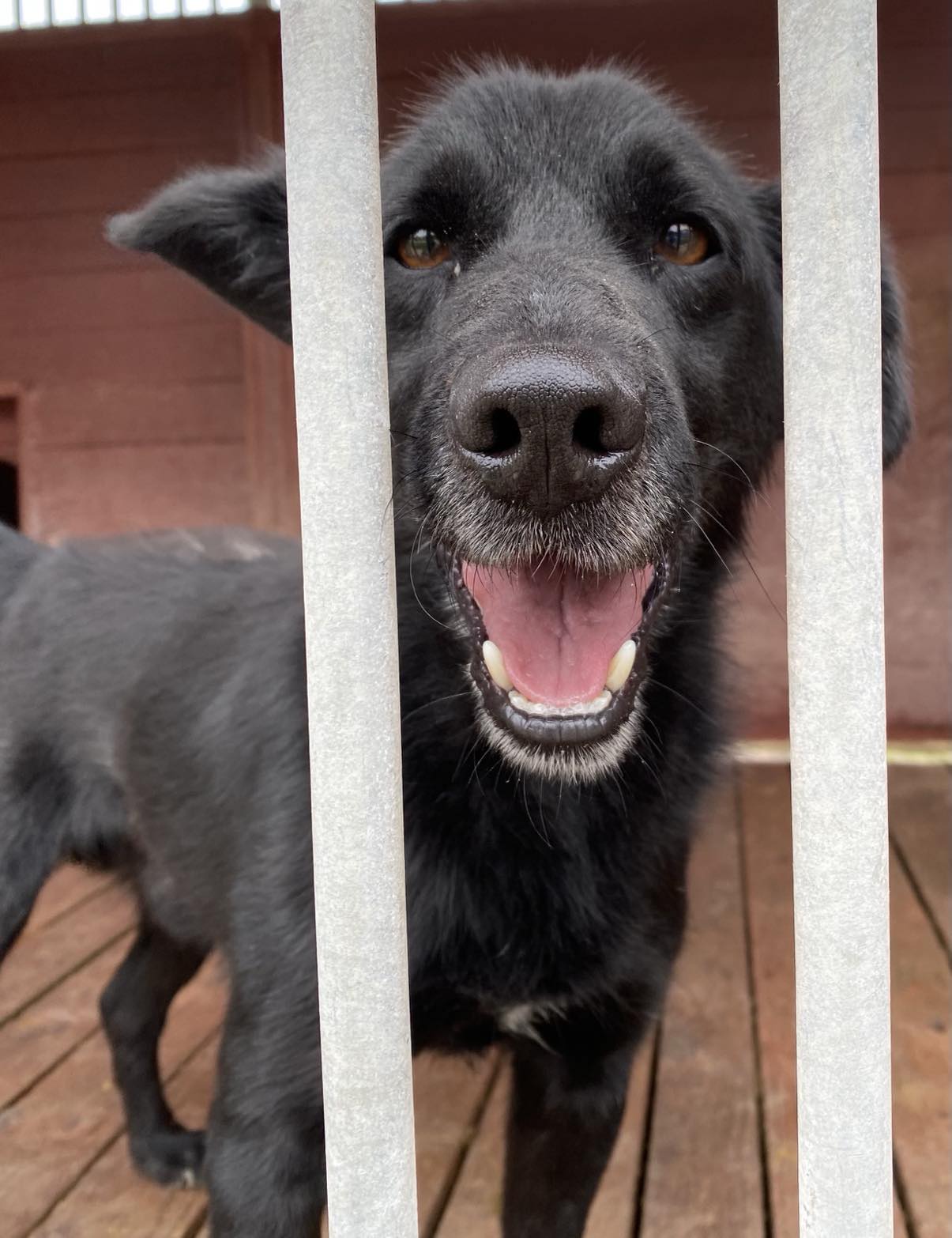 Pies w schronisku czekający na adopcję